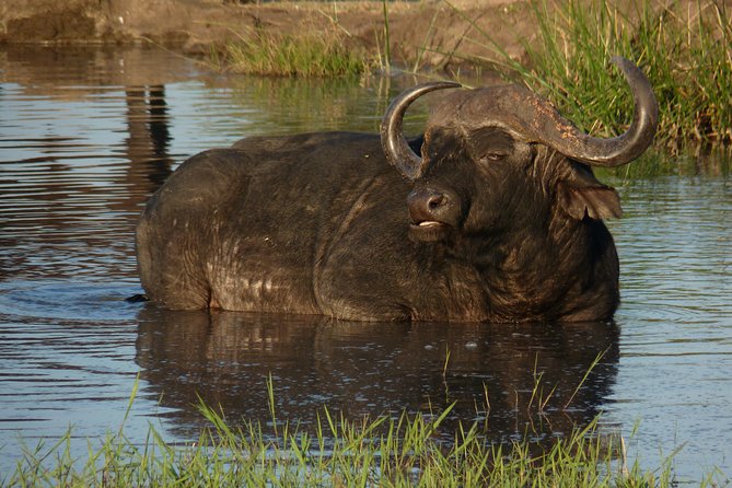 Kruger National Park Full-Day Safari from Hazyview - A full Kruger day from Hazyview