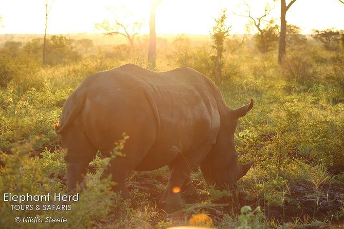Kruger National Park Full-Day Safari from Hazyview - Entering Kruger at 5:30 am