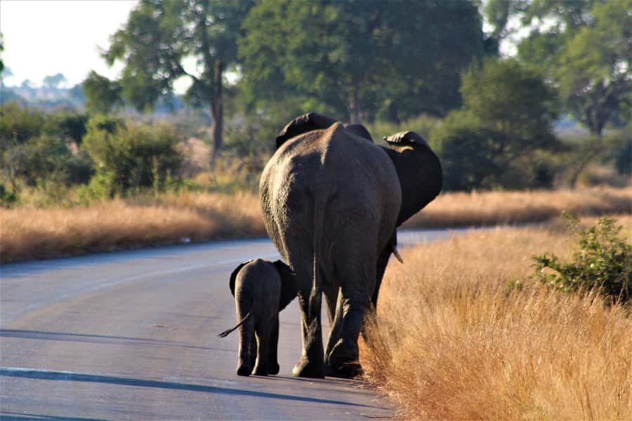 Kruger National Park Full-Day Safari - Entering Kruger with a guide who knows what to watch for