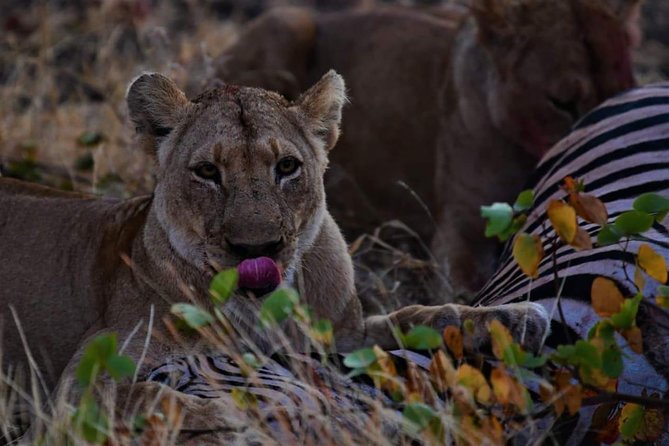 Kruger National Park Full Day Tour Minimum 2people - Leaving Hazyview before sunrise