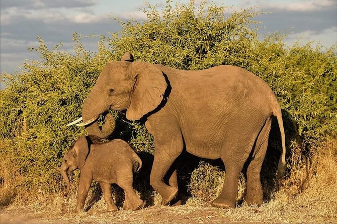 Kruger National Park Full Day Tour Minimum 2people - Eight hours searching Kruger’s wildlife
