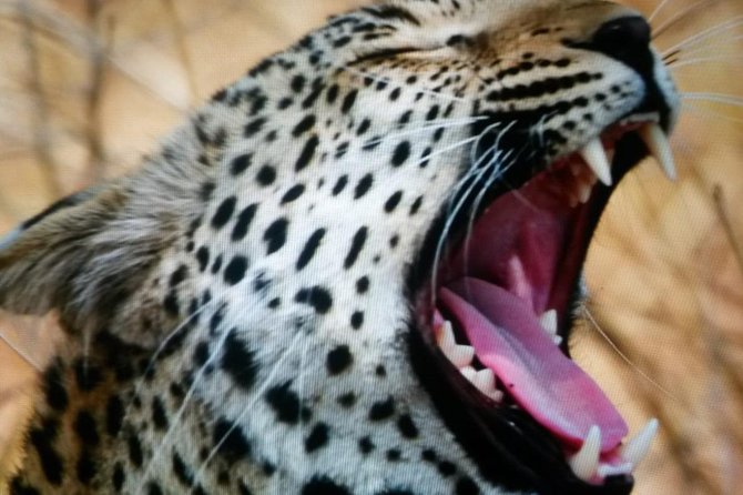 Kruger National Park Full Day Tour Minimum 2people - What the $80.52 price really covers