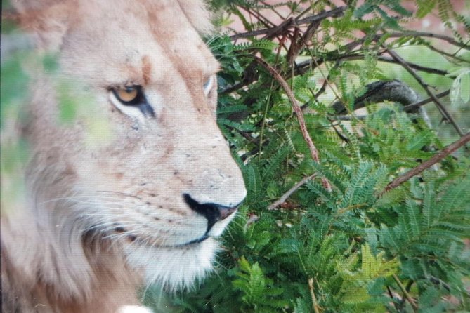 Kruger National Park Full Day Tour Minimum 2people - A shared vehicle can shape the experience