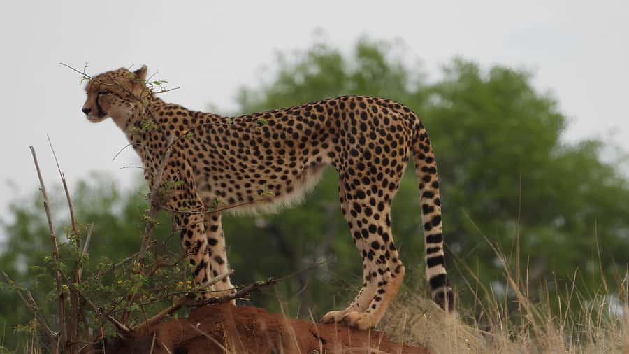 Kruger National Park Game Drive (Half-Day PM) - Searching for the Big Five and smaller wildlife