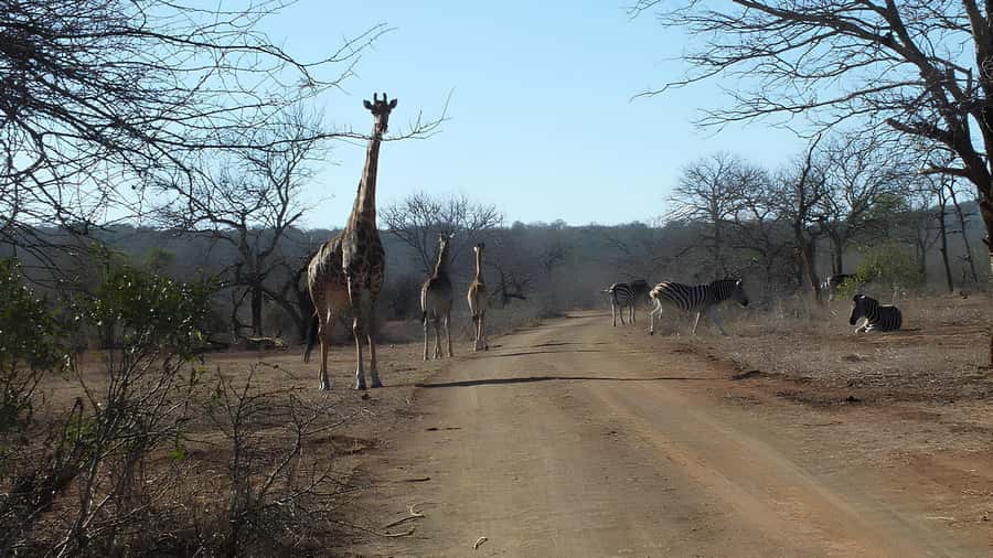 Kruger National Park Game Drive (Half-Day PM) - What the open vehicle changes