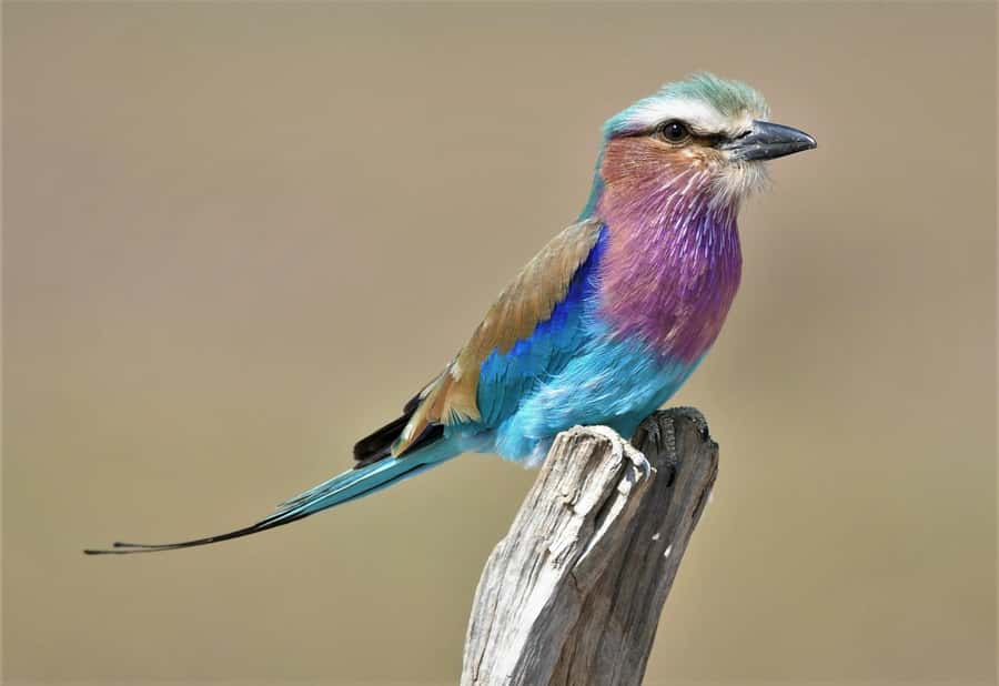 Kruger National Park half day - Should you book this Kruger game drive?