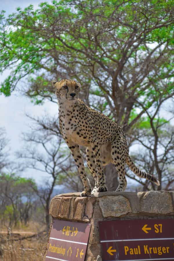 Kruger National Park half day - From Hazyview to Phabeni Gate at sunrise