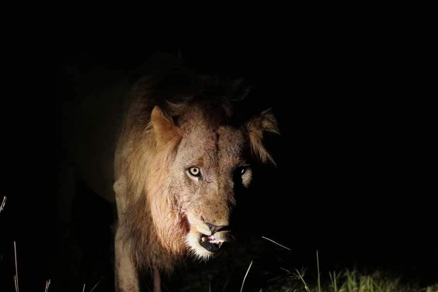 Kruger National Park half day - Quieter routes and the search for rare animals