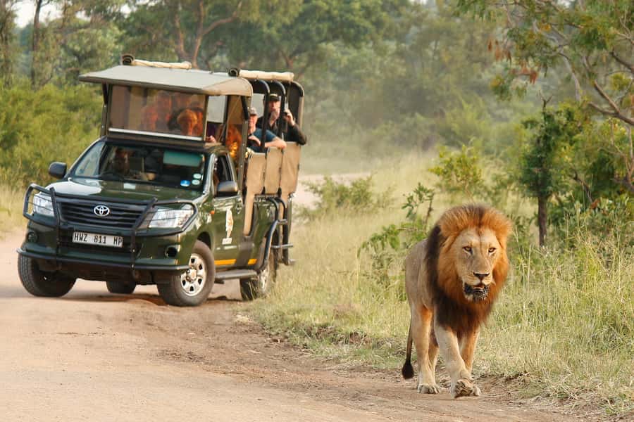 Kruger National Park Morning Safari - Key points at a glance