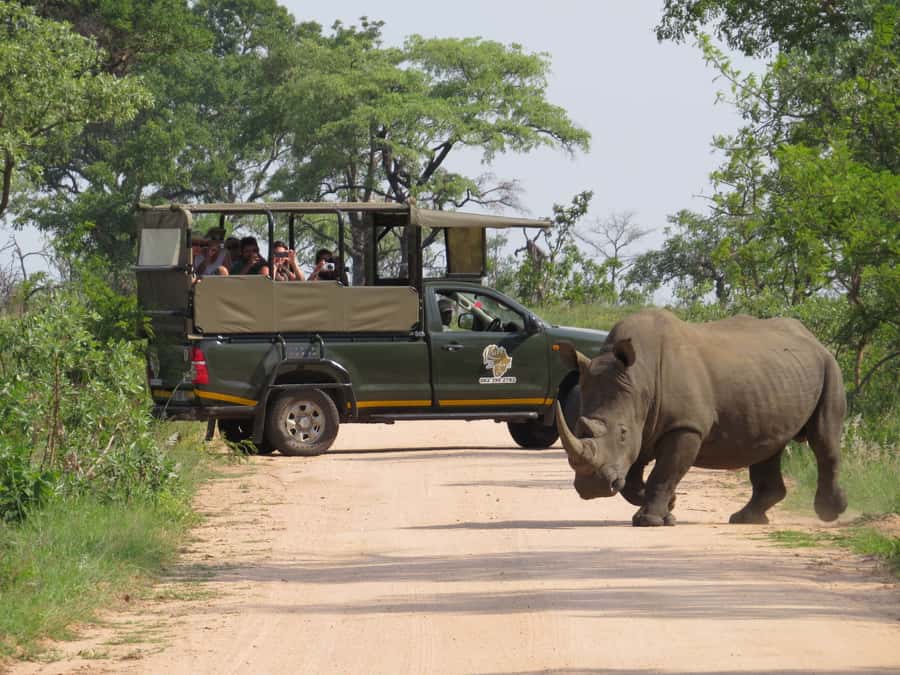 Kruger National Park Morning Safari - From Hazyview to Kruger before sunrise