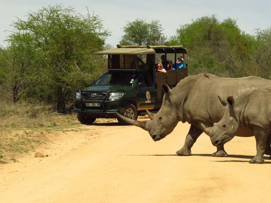 Kruger National Park Morning Safari - Sunrise, cold air, and the open vehicle