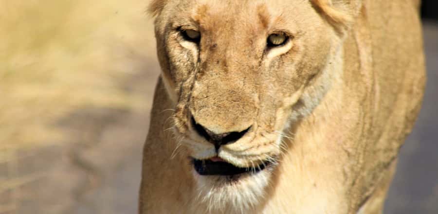 Kruger National Park Morning Safari - Looking for the Big Five without a promise