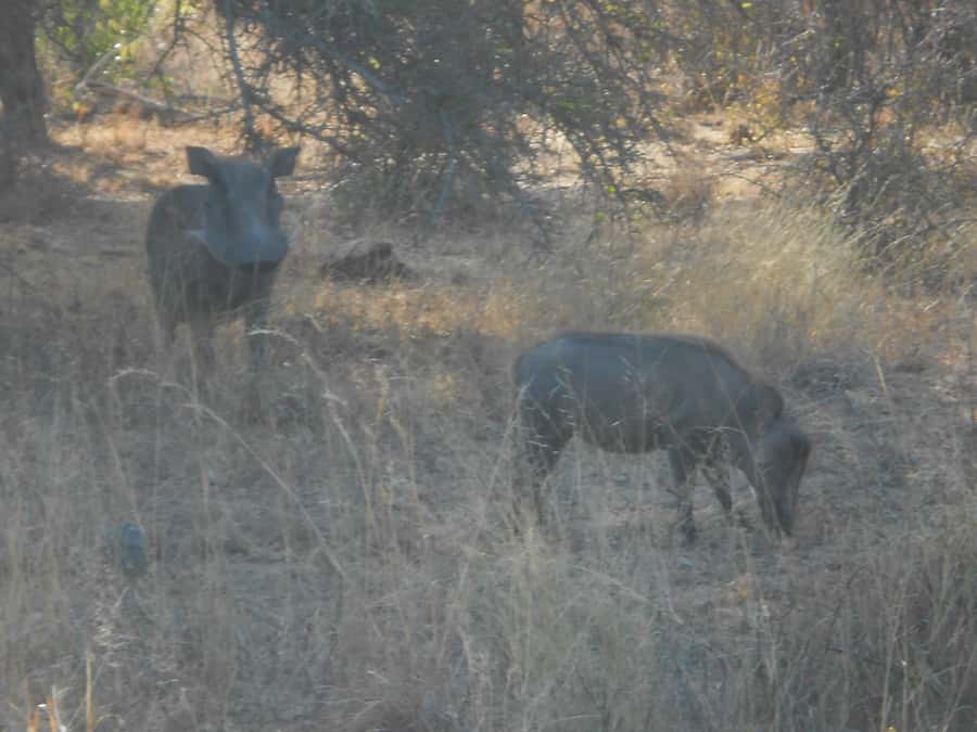 Kruger National Park Morning Safari - What the $93 price really covers