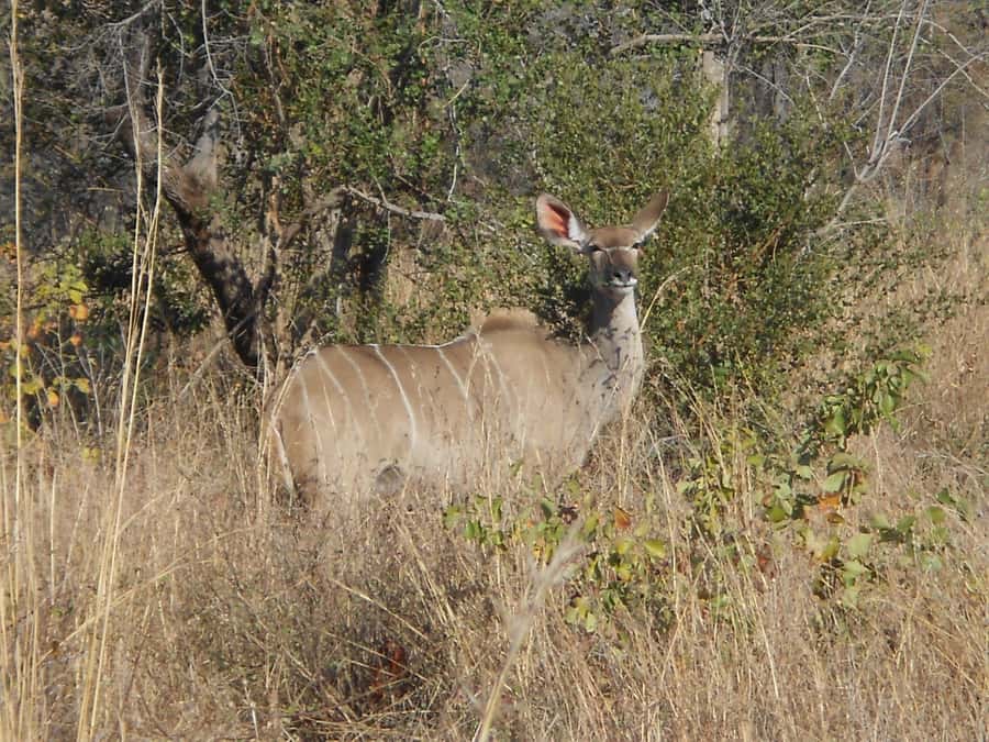Kruger National Park Morning Safari - Should you book the Kruger morning safari?