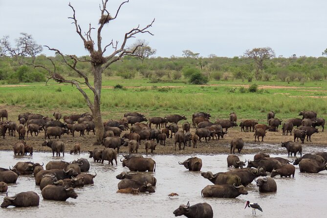 Kruger National Park - Private full day Safari trip. - Pabeni Gate: the first 30 minutes