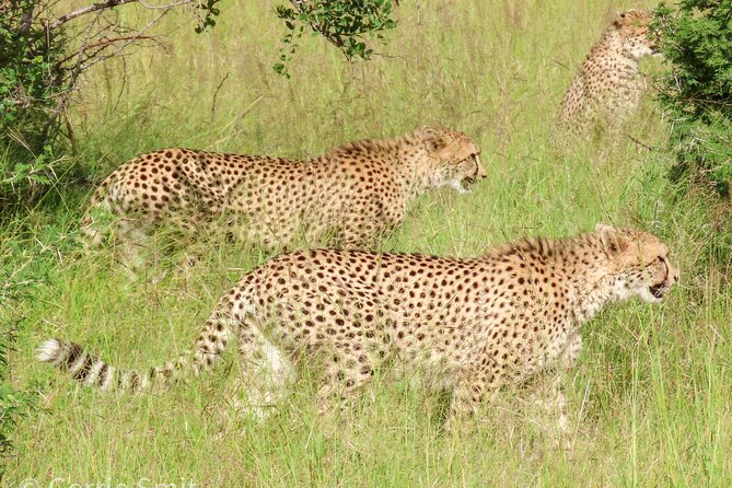 Kruger National Park - Private full day Safari trip. - The value of a guide who takes your priorities seriously