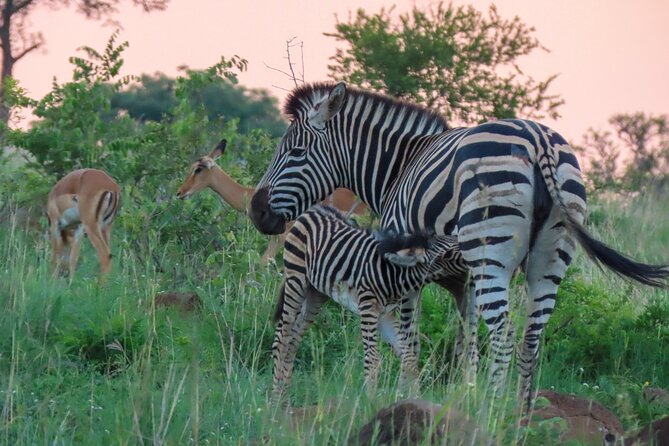 Kruger National Park - Private full day Safari trip. - Comfort without a camping commitment