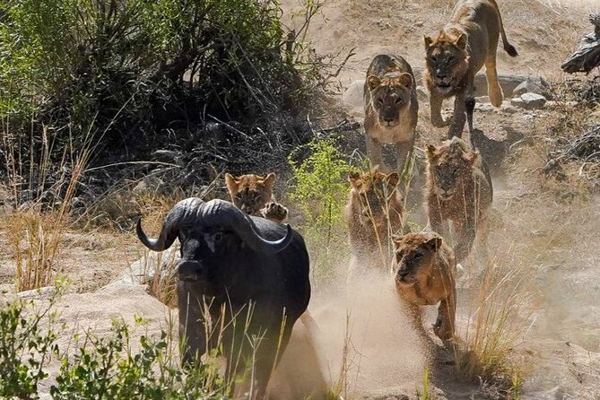 Kruger National Park - Private full day Safari trip. - Who should book this day trip?