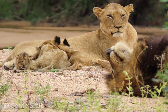Kruger National Park - Private full day Safari trip. - Nine hours among Kruger’s animals and birds