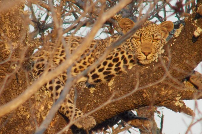 Kruger National Park - Private Sunrise Half day Safari trip. - Why the early start matters in Kruger