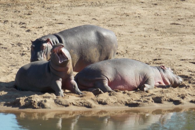 Kruger National Park - Private Sunrise Half day Safari trip. - Seven hours searching for the Big 5 and smaller wildlife