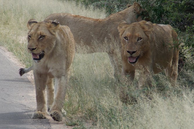 Kruger National Park - Private Sunrise Half day Safari trip. - The main rest camp and comfort break