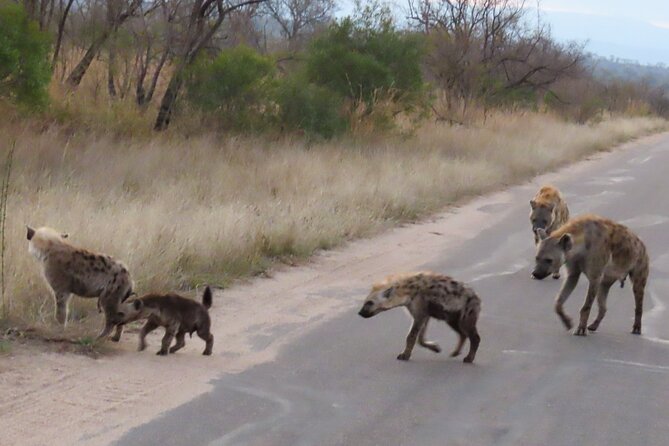 Kruger National Park - Private Sunrise Half day Safari trip. - What the private format really changes