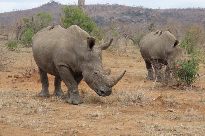 Kruger National Park - Private Sunrise Half day Safari trip. - Who should choose this safari?