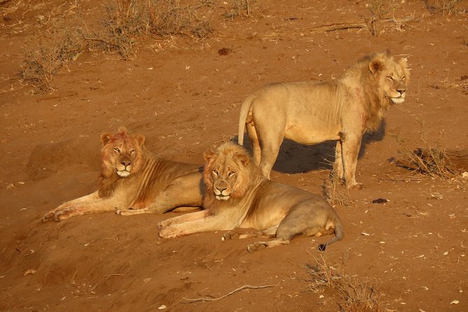 Kruger National Park - Private Sunrise Half day Safari trip. - From Hazyview to Phabeni Gate