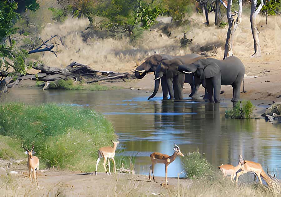 Kruger National Park Safari (Full Day) - Why a full day in Kruger is worth your time