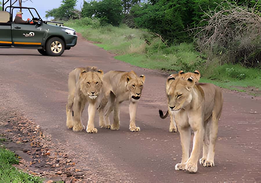 Kruger National Park Safari (Full Day) - Starting from Hazyview hotels