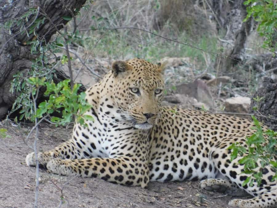 Kruger National Park Safari (Full Day) - Food, water, and the practical cost