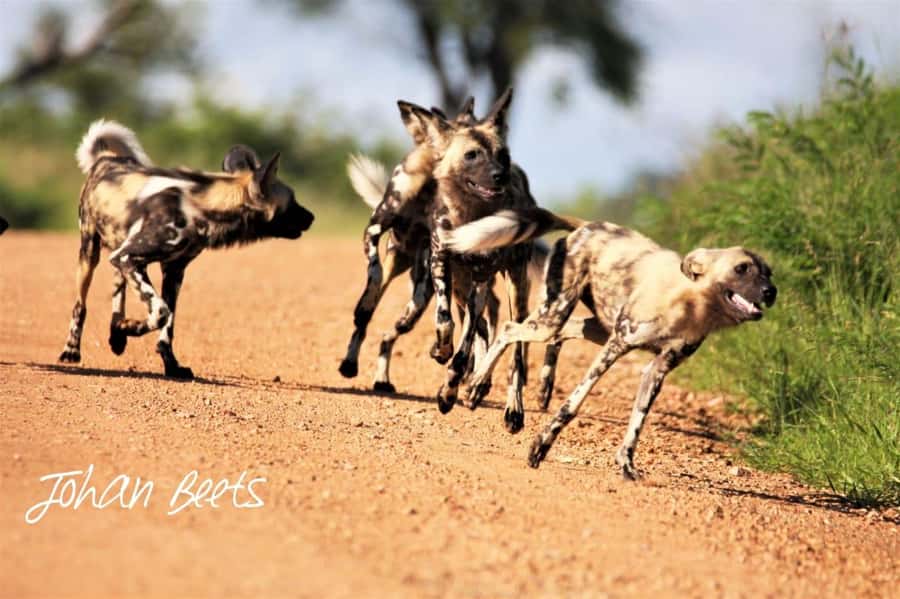 Kruger National Park Safari (Full Day) - Comfort, access, and the long day