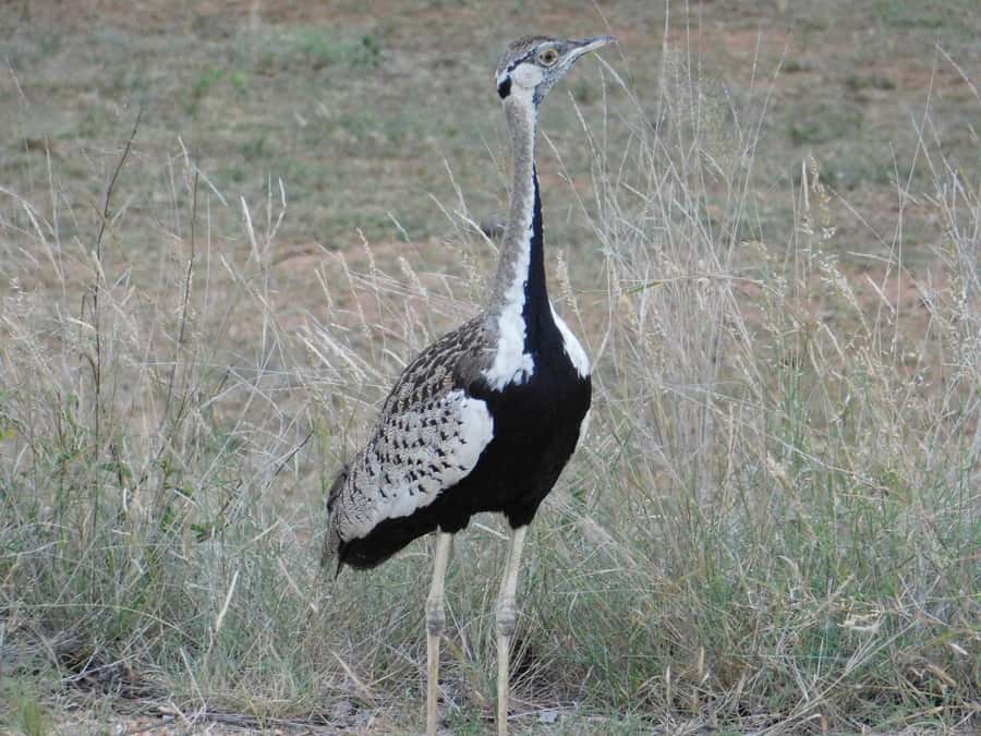 Kruger National Park Safari (Full Day) - Cancellation and planning flexibility