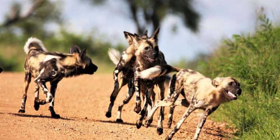 Kruger National Park Safari (Full Day) - Who will get the most from this safari?