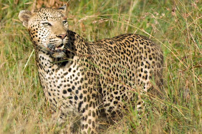 Kruger National Park, Safari Game Drive. - Heat, patience, and the rhythm of a game drive