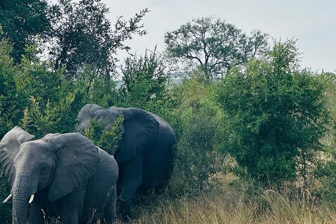 Kruger National Park, Safari Game Drive. - Who will enjoy this private safari most