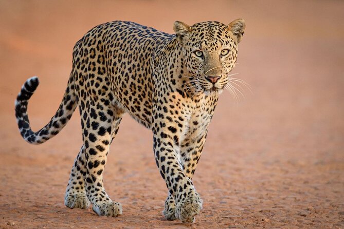 Kruger National Park, Safari Game Drive. - Booking details worth checking before you go