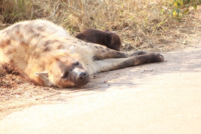 Kruger National Park, Safari Game Drive. - Inside Kruger: why the guide matters