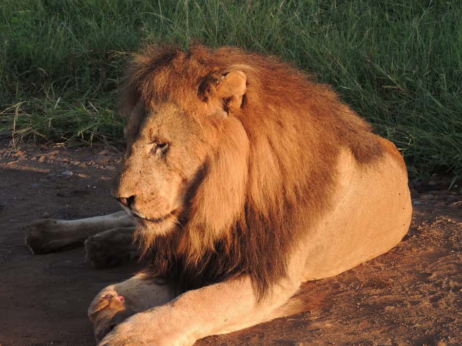 Kruger National Park: Wildlife-Watching Safari - Key points to know before booking
