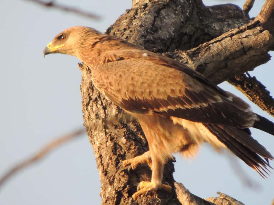 Kruger National Park: Wildlife-Watching Safari - Is the $63 Kruger game drive worth booking?