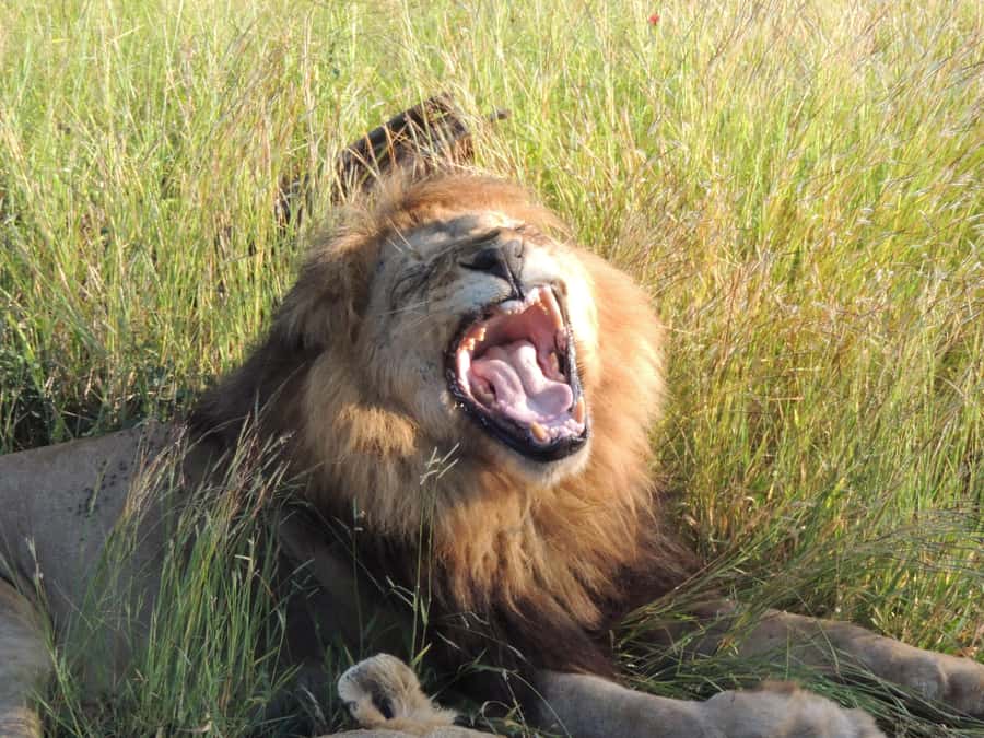 Kruger National Park: Wildlife-Watching Safari - A 5:00 a.m. start in Kruger National Park