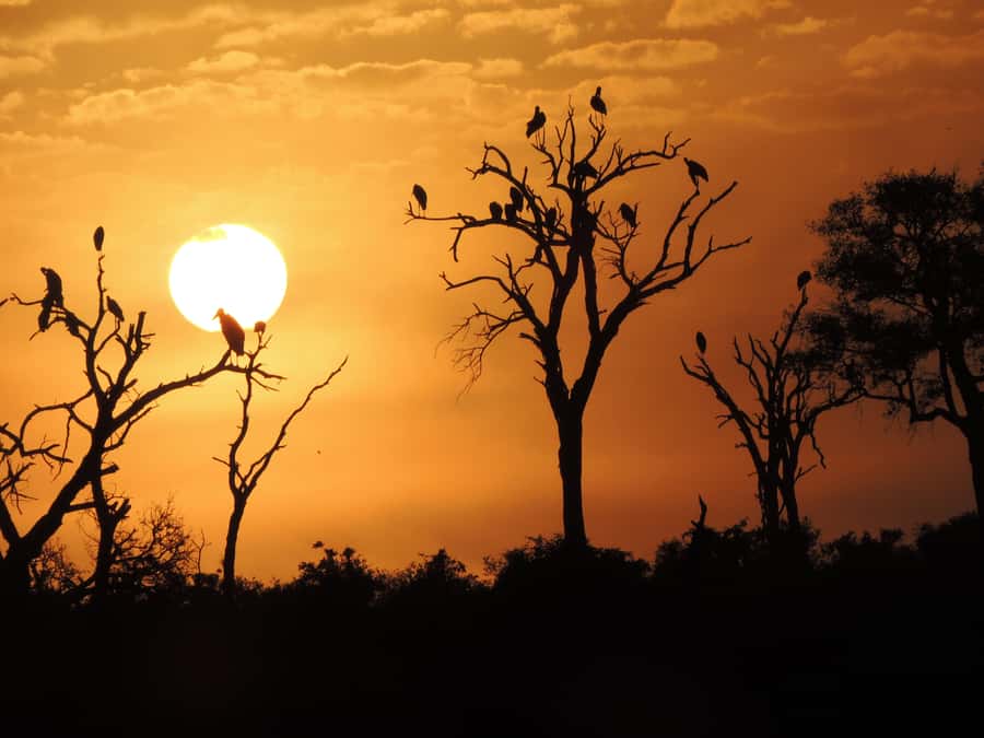 Kruger National Park: Wildlife-Watching Safari - What guide Jerry adds to the game drive