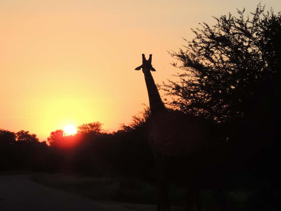 Kruger National Park: Wildlife-Watching Safari - Looking for lions, cheetahs, and the Big Five