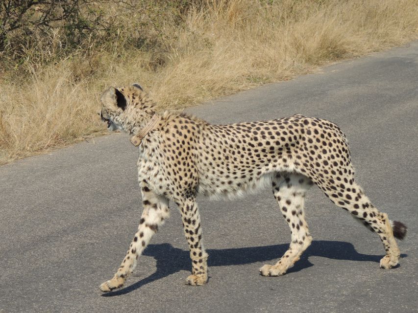 Kruger National Park: Wildlife-Watching Safari - Hotel pickup and the Crocodile Gate area