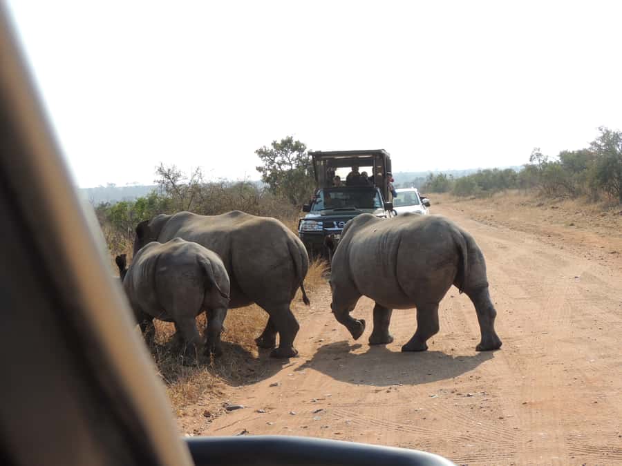 Kruger National Park: Wildlife-Watching Safari - What the $63 price really covers
