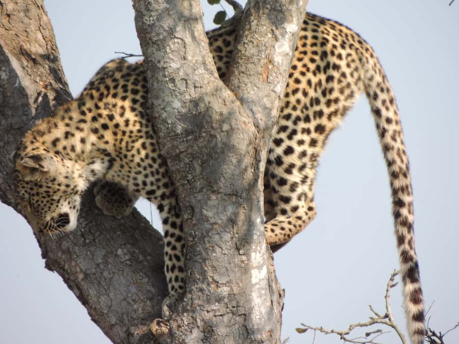 Kruger National Park: Wildlife-Watching Safari - How to prepare for an open-air safari