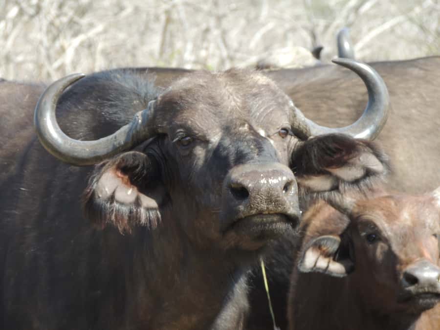 Kruger National Park: Wildlife-Watching Safari - Who will get the most from this Kruger safari