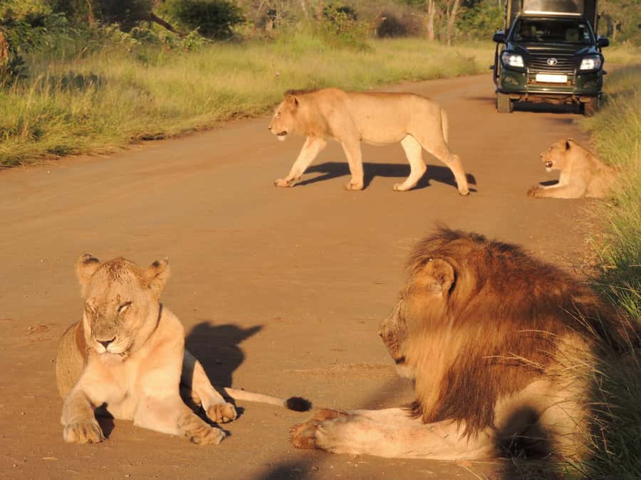 Kruger National Park: Wildlife-Watching Safari - The open vehicle makes wildlife easier to watch