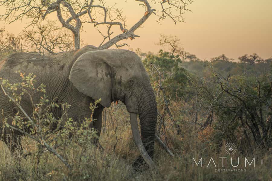 Kruger Park Full Day Safari From Hoedspruit - The open vehicle makes the difference